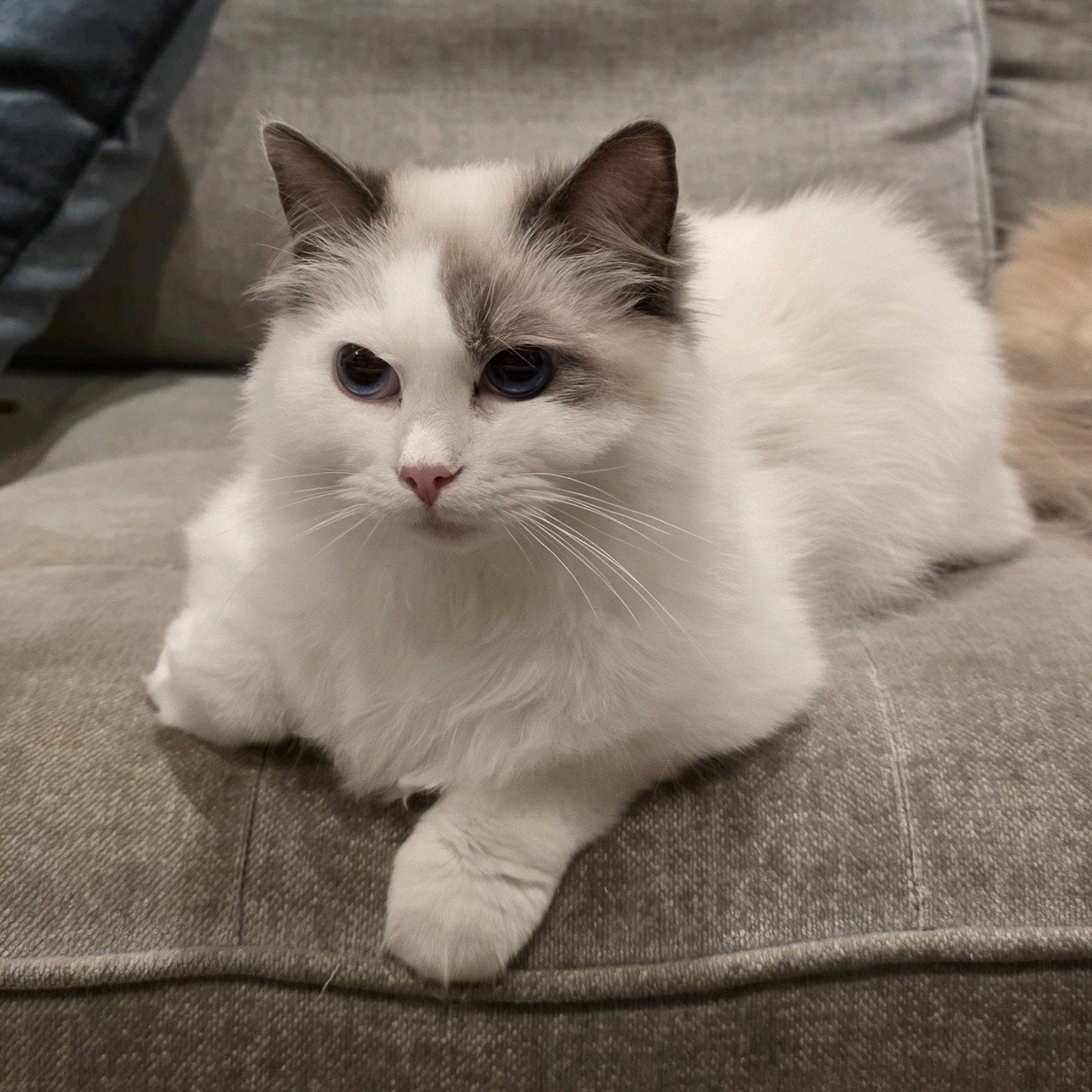 Ragdoll Blue bicolor dekkater tekoop, Kater