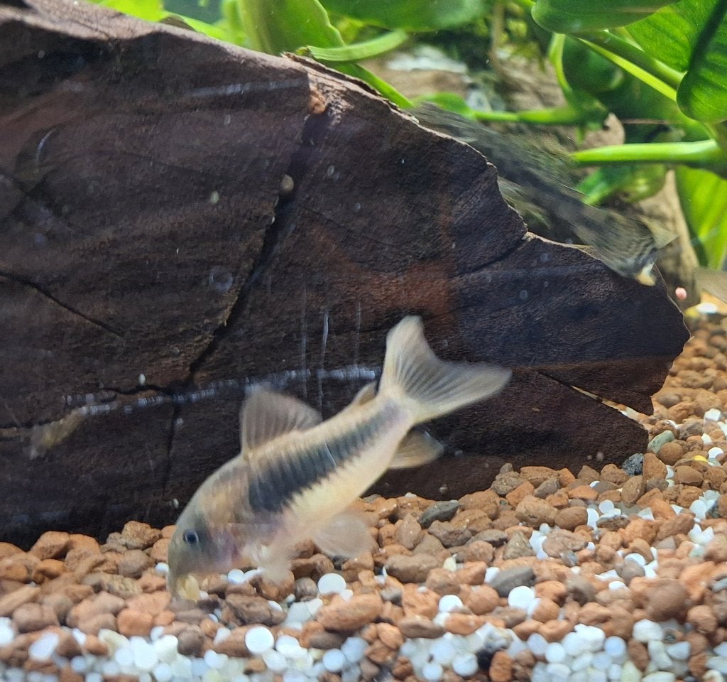 Corydoras 6 stuks, Dieren en Toebehoren, Vissen | Aquariumvissen, Vis, Zoetwatervis