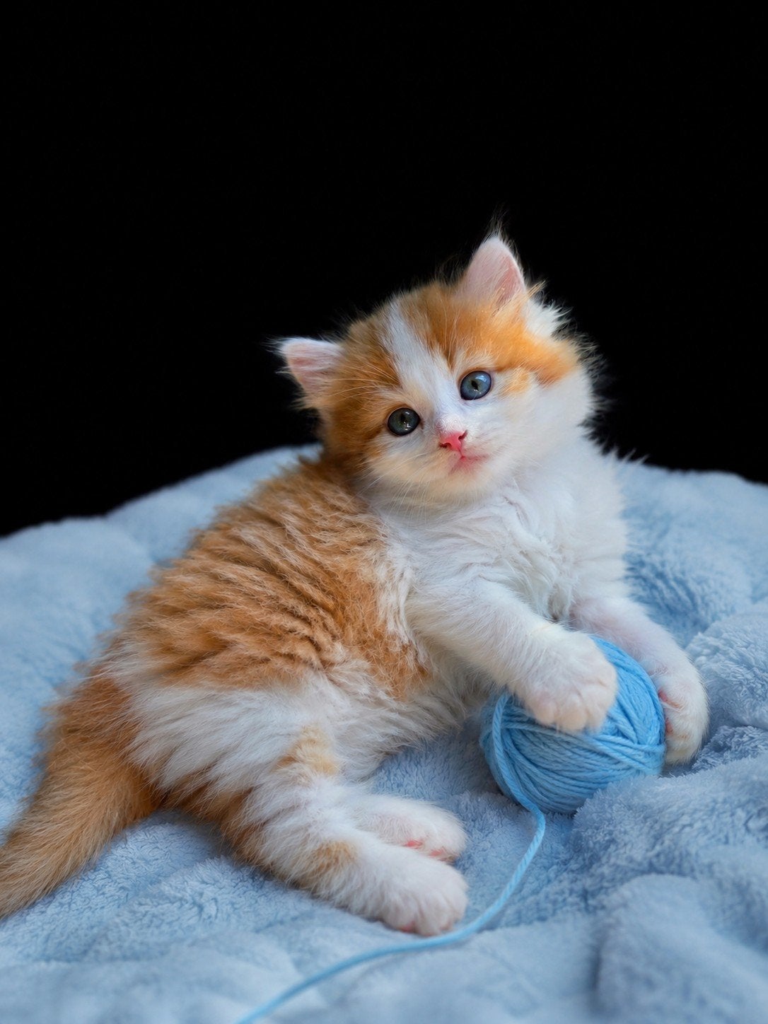 Ragdoll kittens (nog 2 katertjes beschikbaar), Dieren en Toebehoren, Meerdere dieren, Langharig, 0 tot 2 jaar