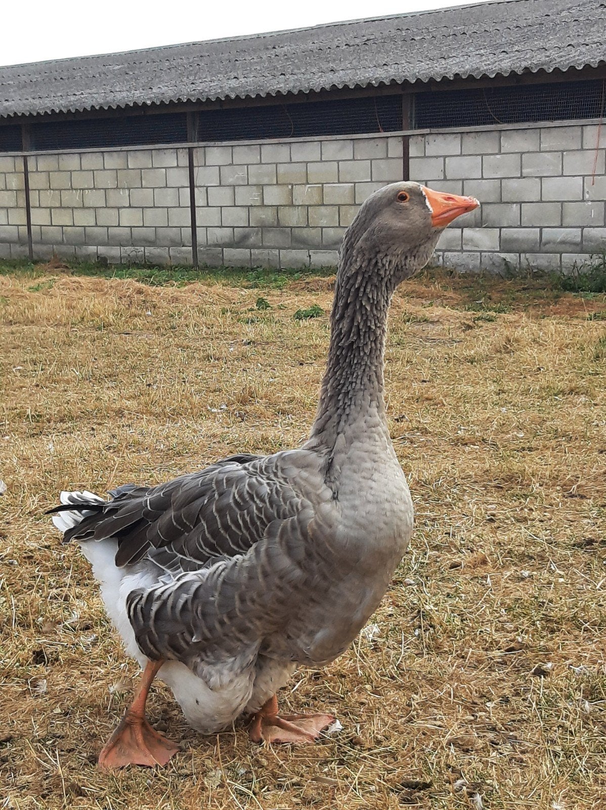 Toulouse ganzen Dewlap, Dieren en Toebehoren, Pluimvee, Mannelijk, Gans of Zwaan
