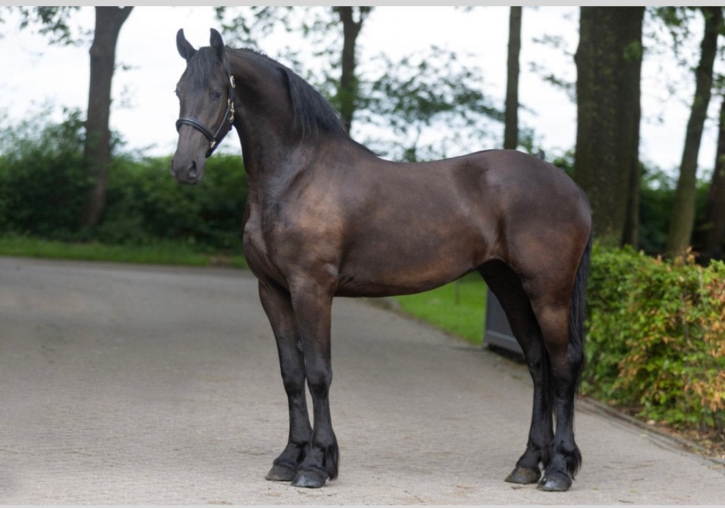 Mooie 2 jarige friese merrie, Merrie, Dressuurpaard, 0 tot 2 jaar