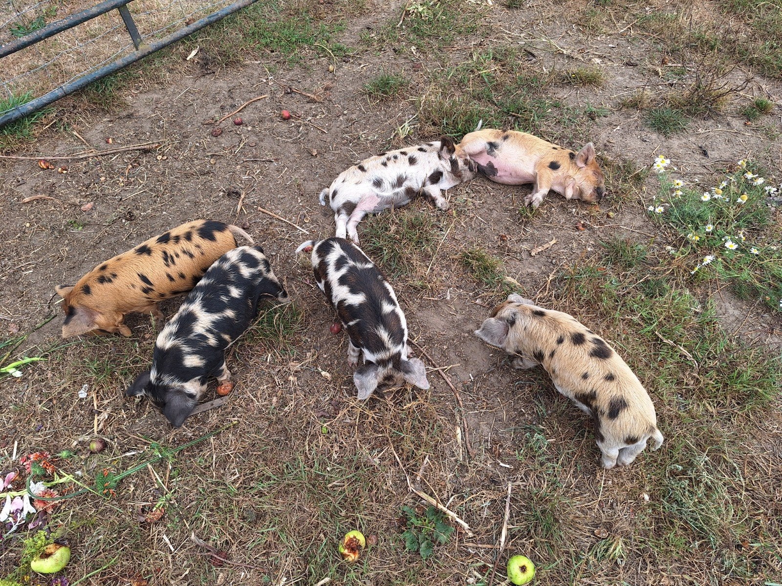 Stamboek kune kune biggen, Dieren en Toebehoren, Schapen, Geiten en Varkens, Meerdere dieren, Varken