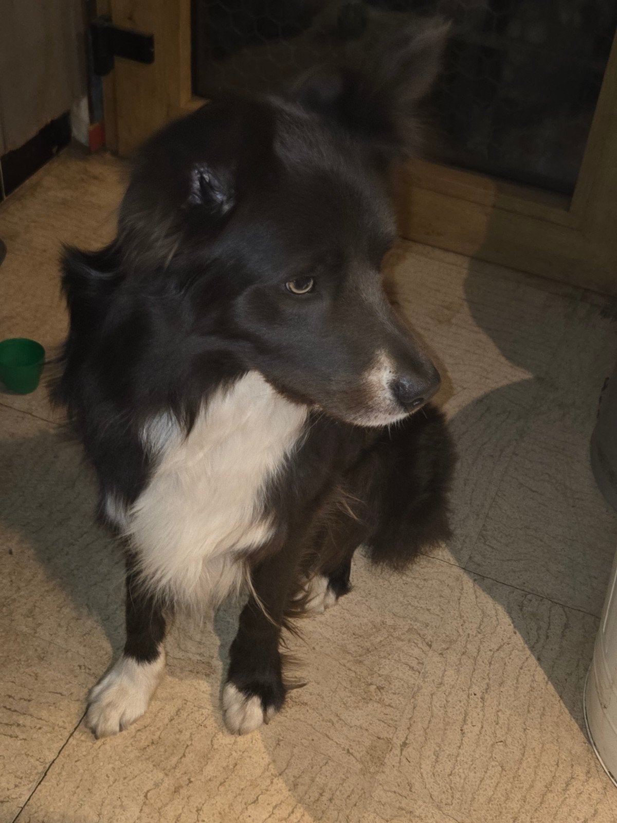 blauwe border collie reu, Parvo, België, Particulier, Reu