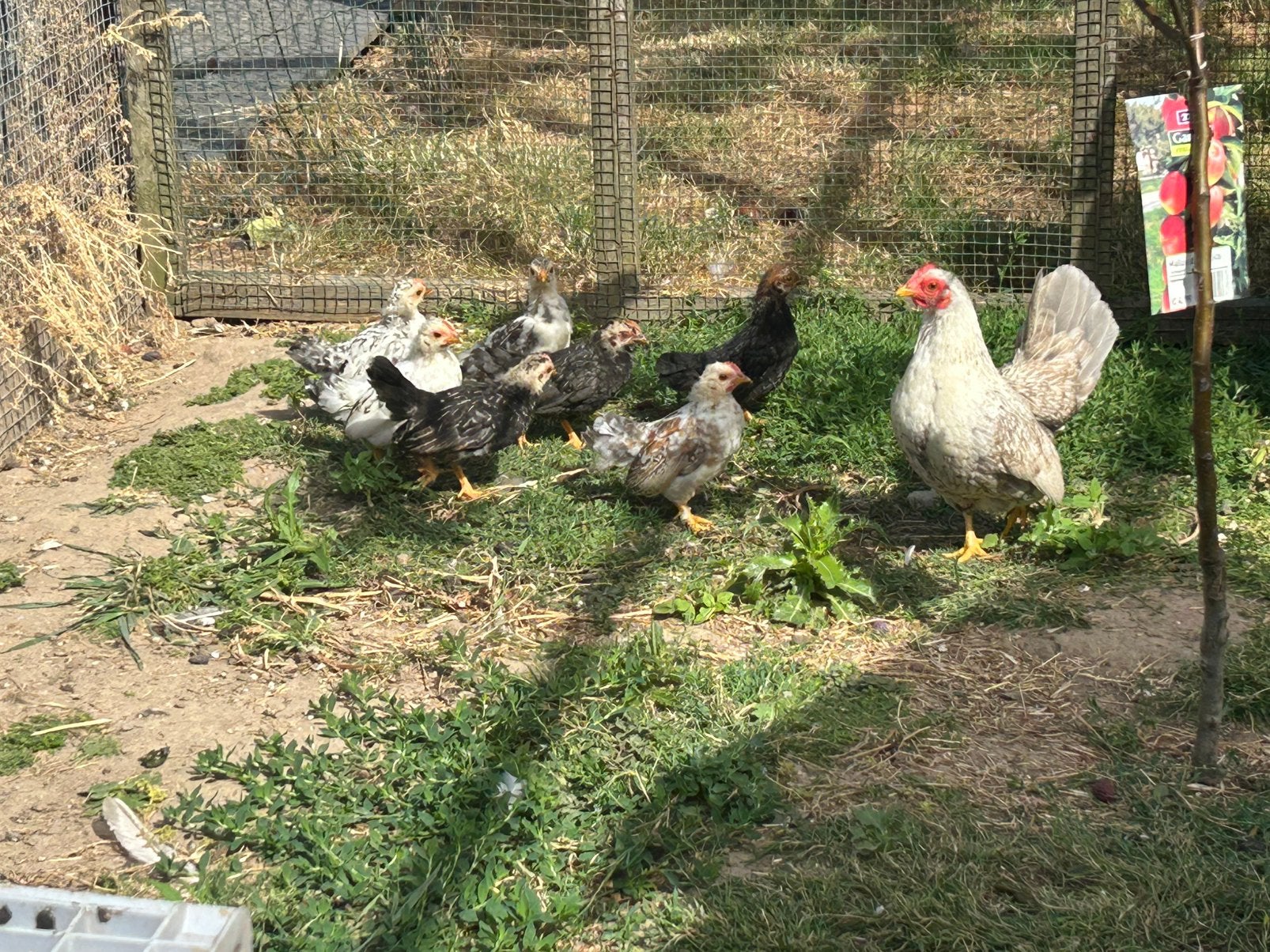 Serama kipjes te koop!, Geslacht onbekend, Kip