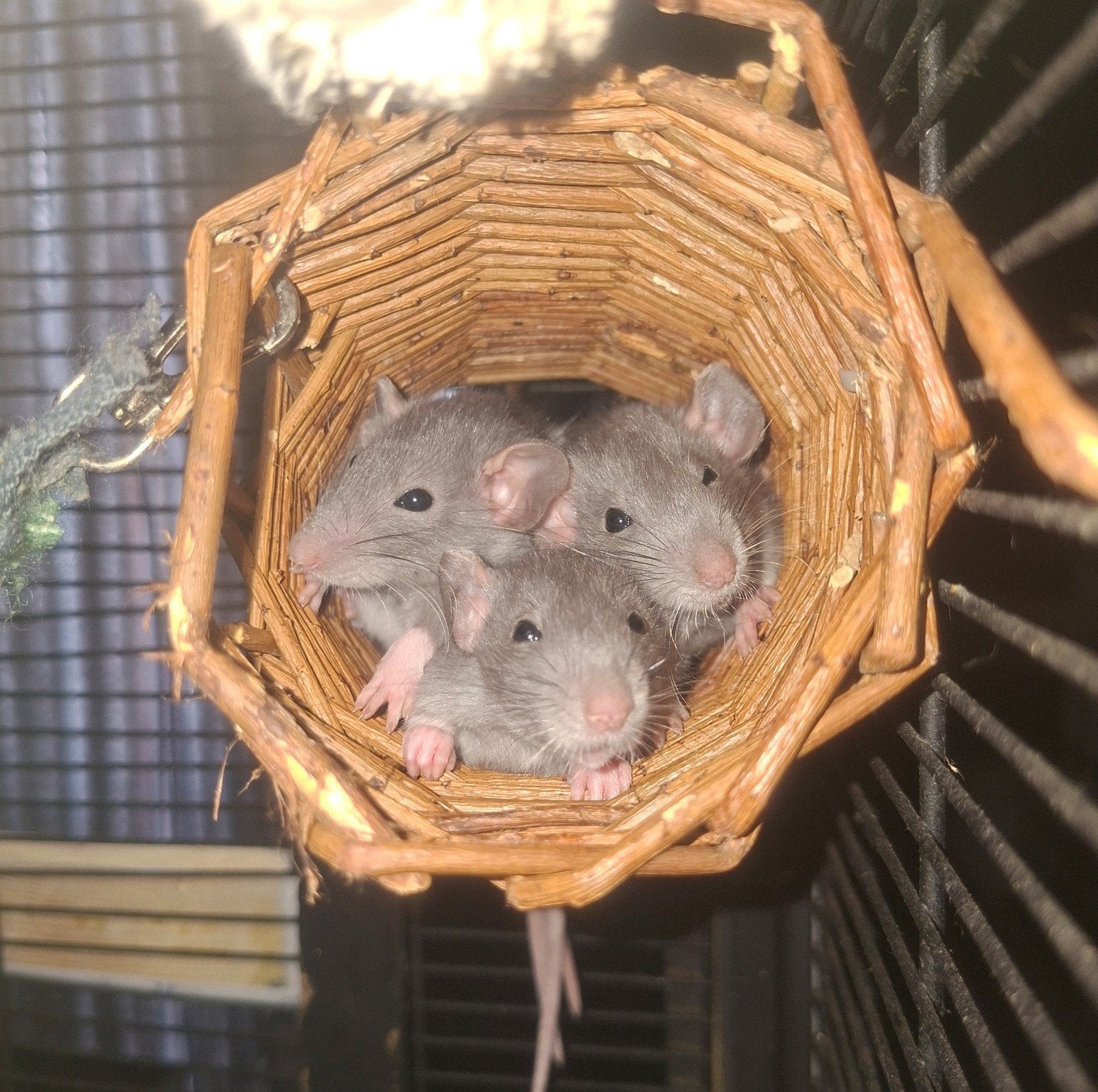 Jonge ratjes️, Dieren en Toebehoren, September, Meerdere dieren, Rat