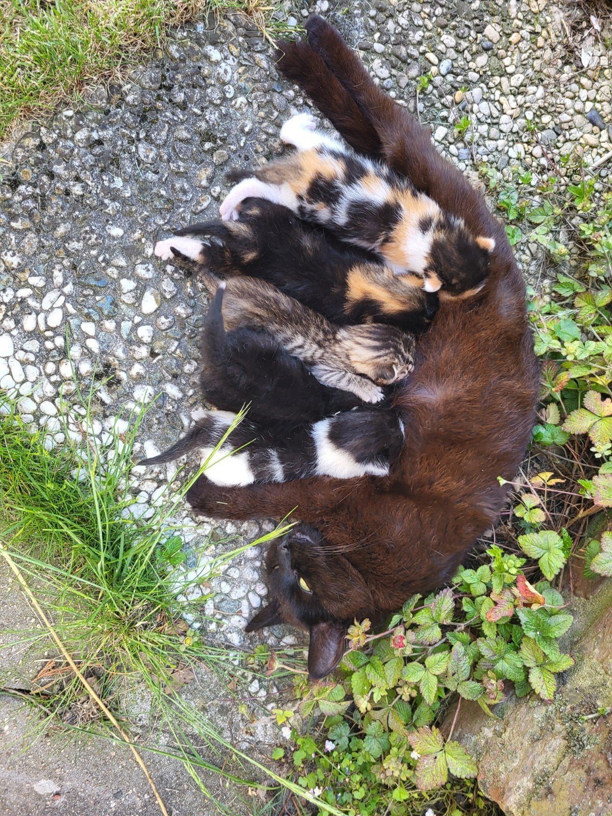 Kitten te koop
