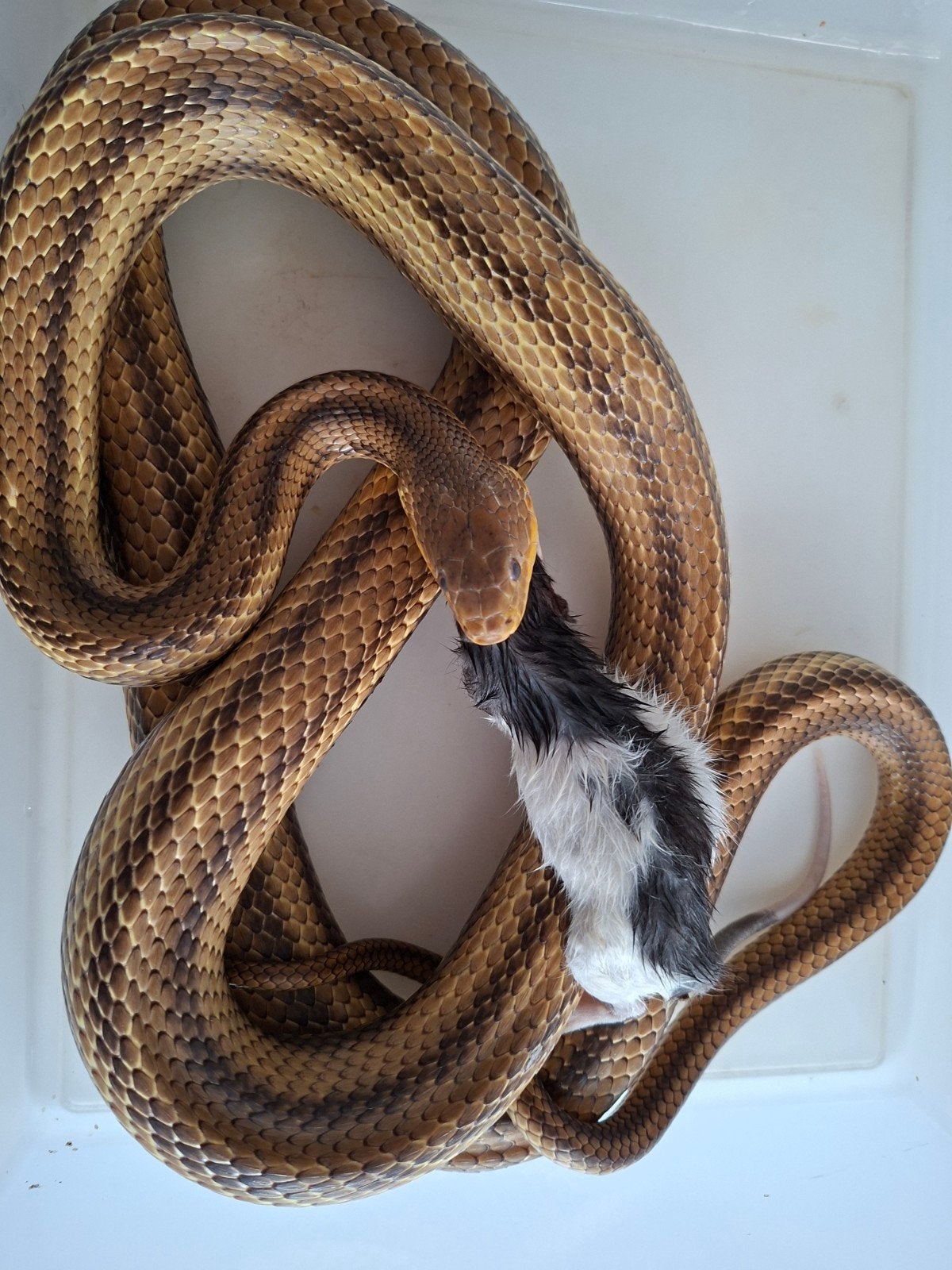 Elaphe obsoleta quadrivittata /gele rattenslang Rat Snake - male for sale from Bart