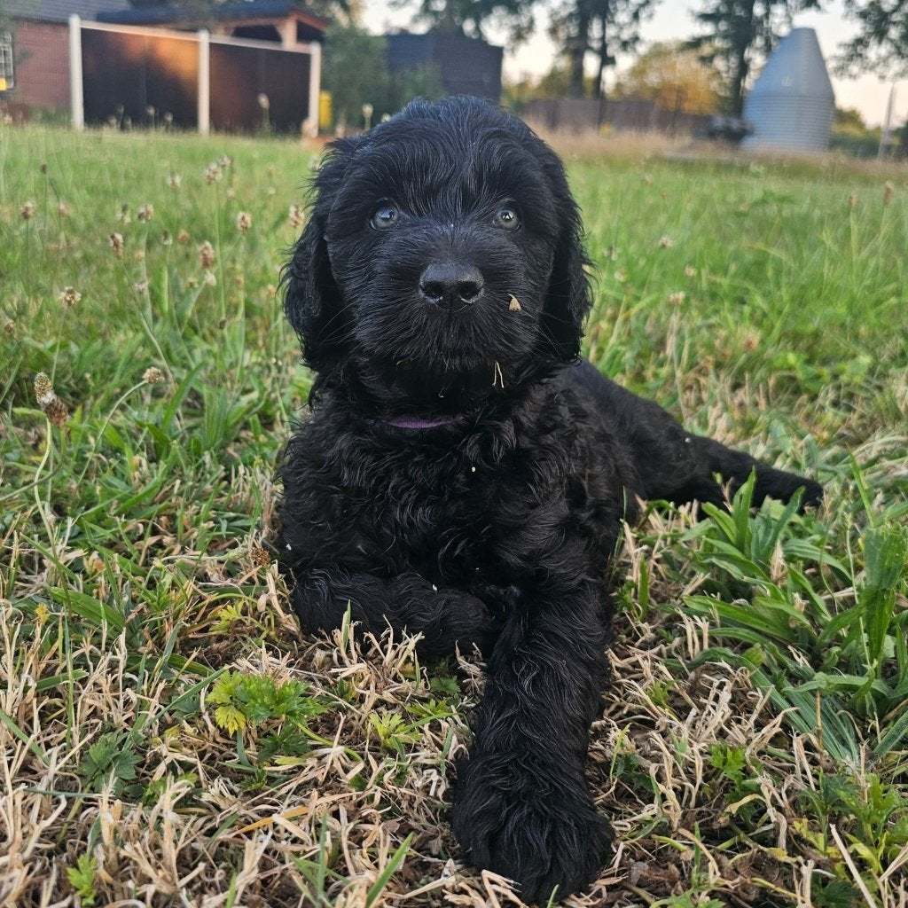 Australian Labradoodle pups geboren, Caramel, Beige & Zwart, Parvo, Overige rassen, 8 tot 15 weken, Meerdere