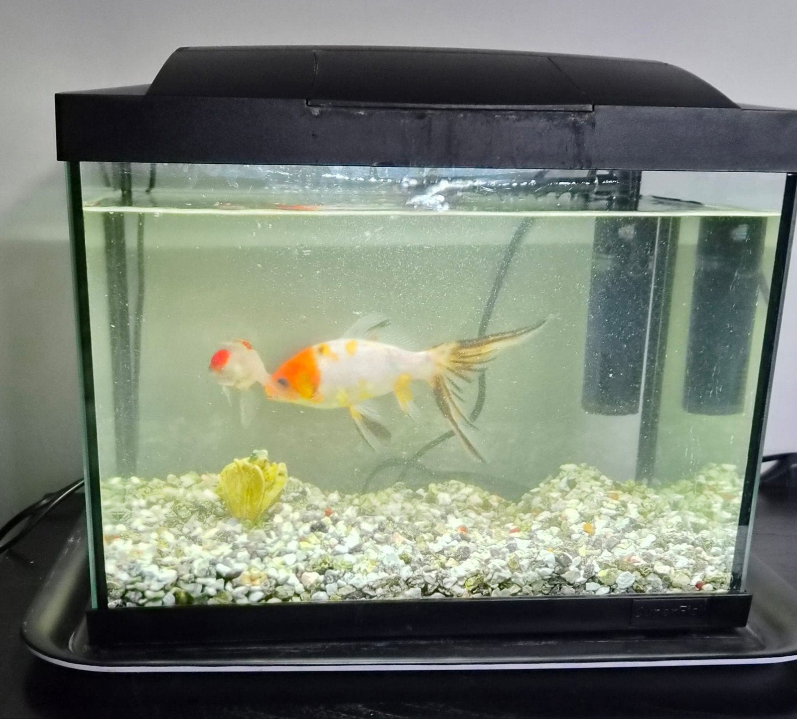 aquarium superfish, Ophalen, Inclusief toebehoren, Superfish, Gevuld zoetwateraquarium