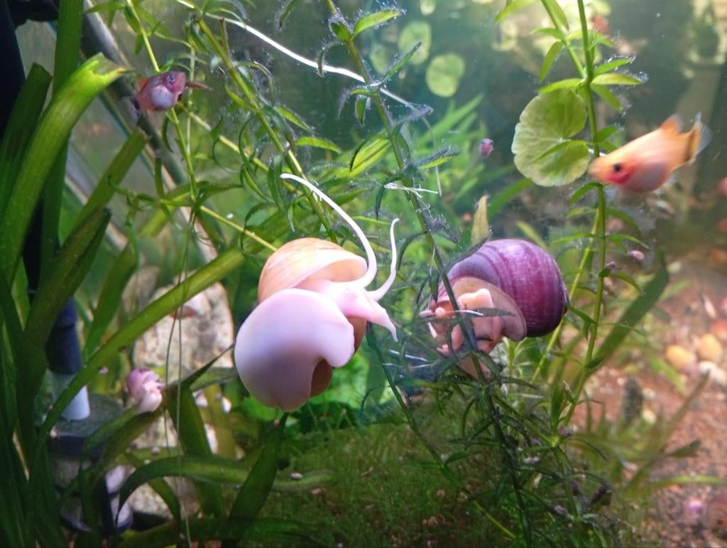 Appelslakken, Dieren en Toebehoren, Vissen | Aquariumvissen, Slak of Weekdier, Zoetwatervis