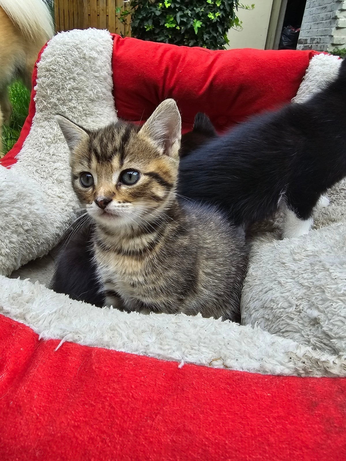 Nog 1 kitten te koop, Meerdere dieren, 0 tot 2 jaar
