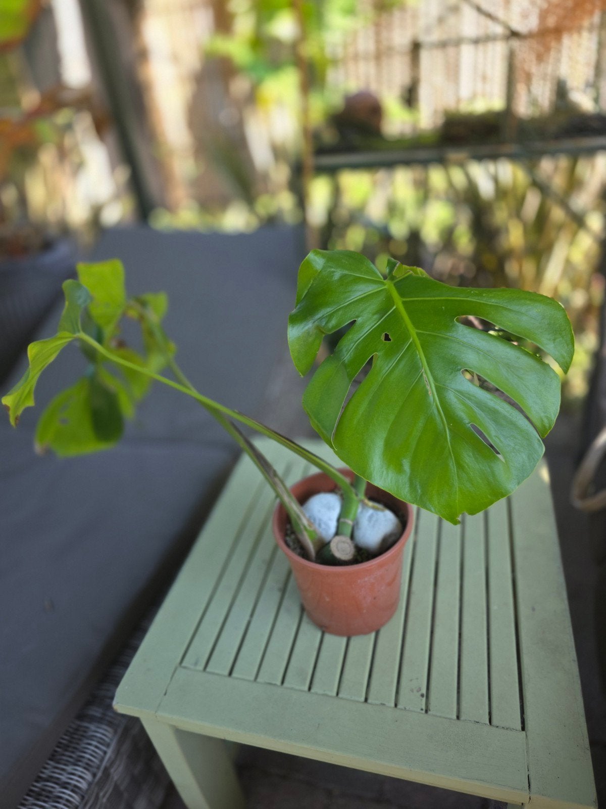 Monstera planten, Ophalen, Halfschaduw, Minder dan 100 cm