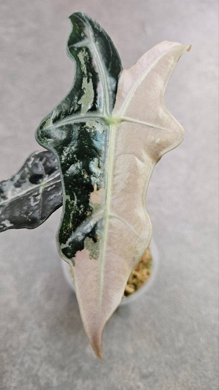 Alocasia Nobilis Pink Variegata, Ophalen of Verzenden, Halfschaduw, Minder dan 100 cm