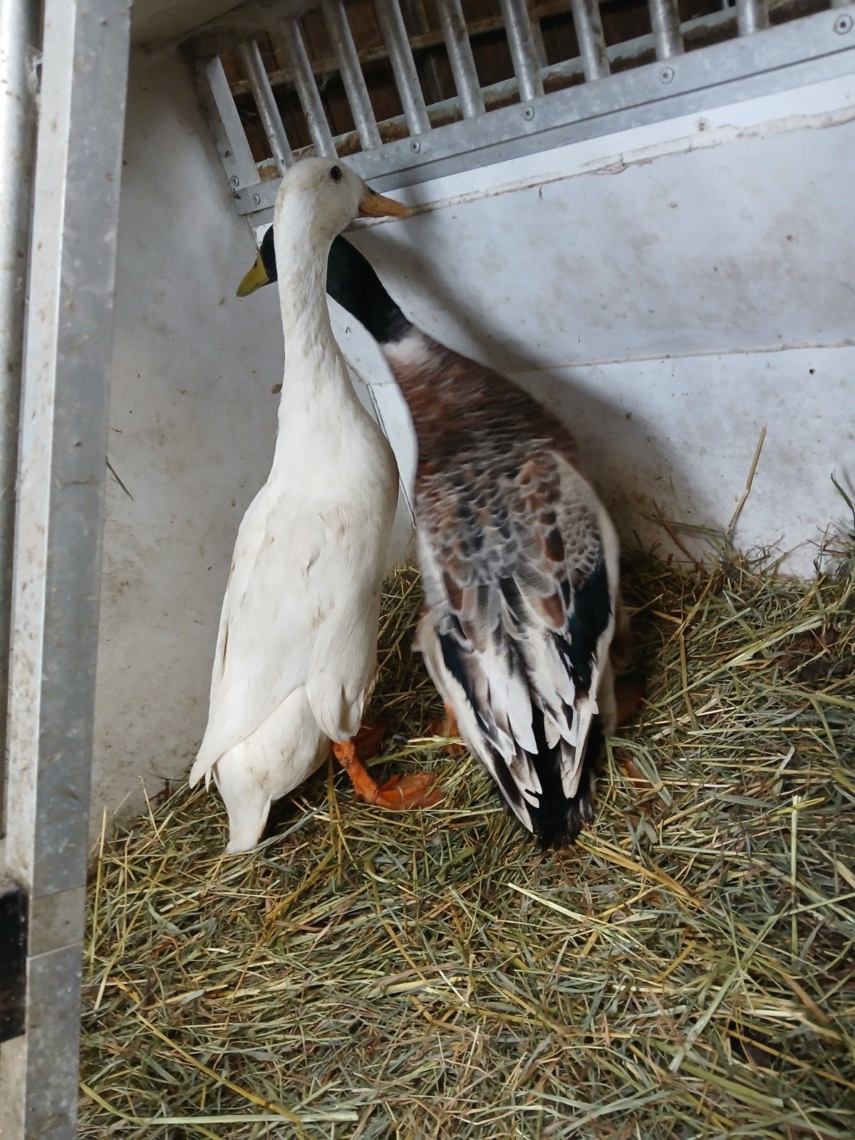 loopeend koppel, Dieren en Toebehoren, Meerdere dieren, Eend