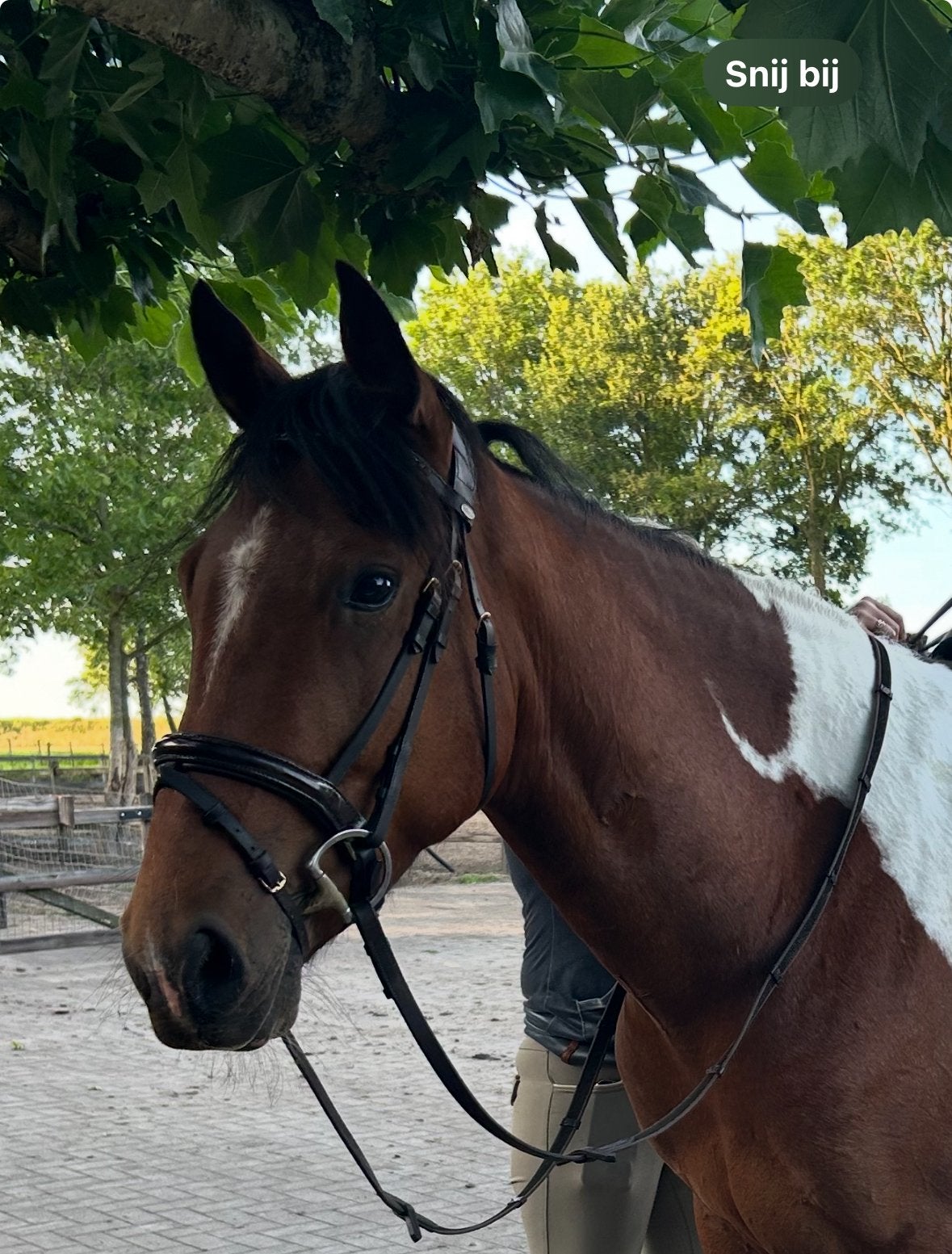 Hoofdstel voor paint kruising cob maat, Ophalen, Hoofdstel, Cob