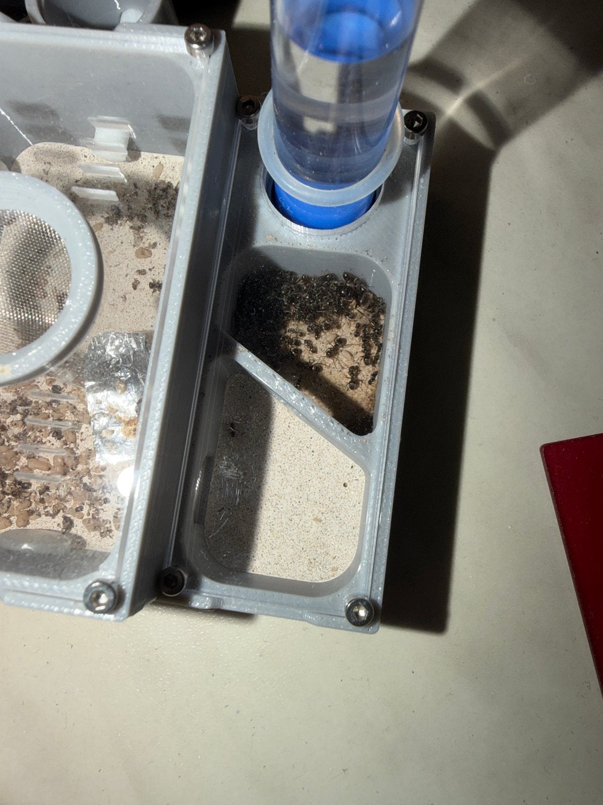 Lasius niger kolonie, Mieren