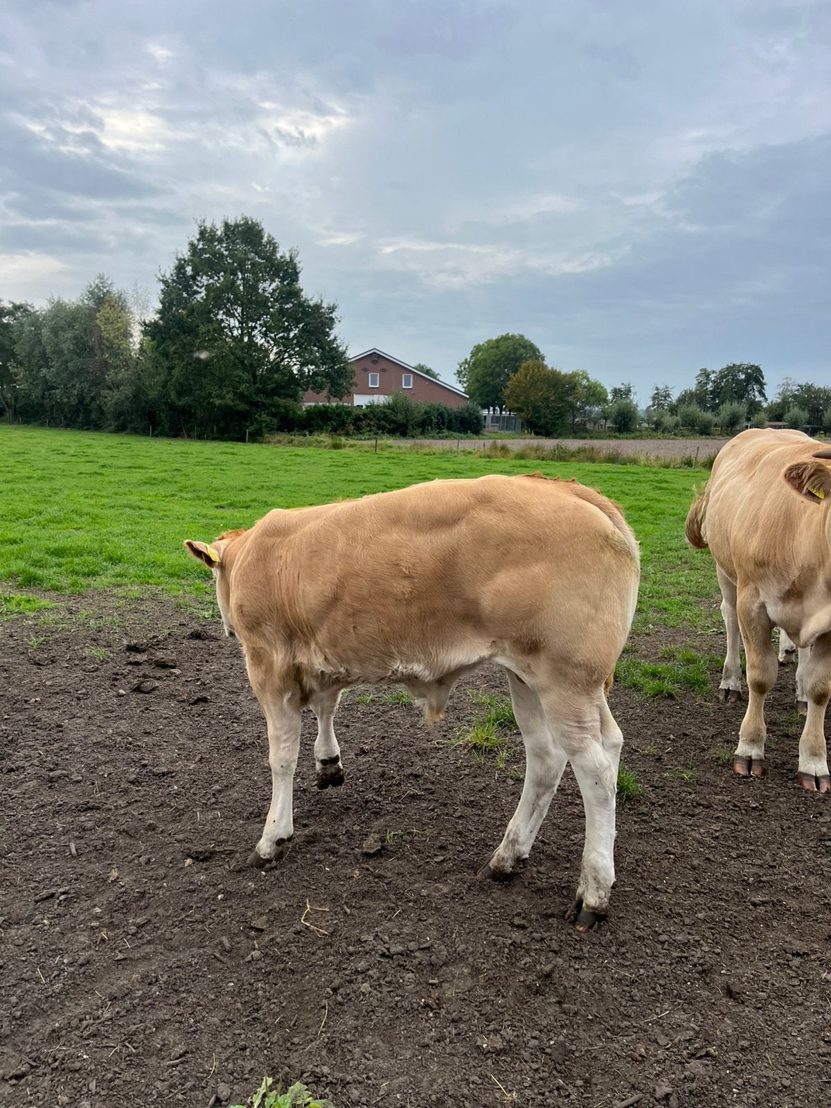 Blonde koe, pink, vaarskalf en 2 luxe stierkalveren ., Dieren en Toebehoren, Meerdere dieren, 0 tot 2 jaar