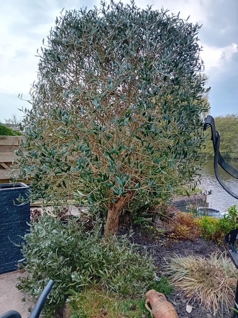 Olijfboom, Bloeit niet, 100 tot 250 cm, Olijfboom, Ophalen