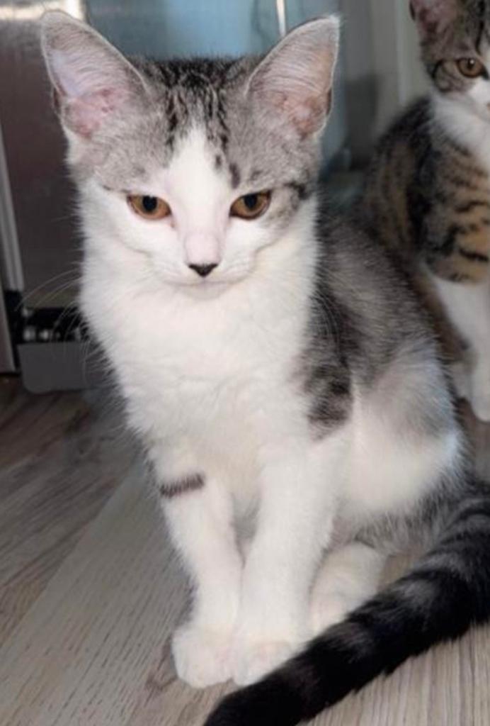 Kruising britse  korthaar, Poes