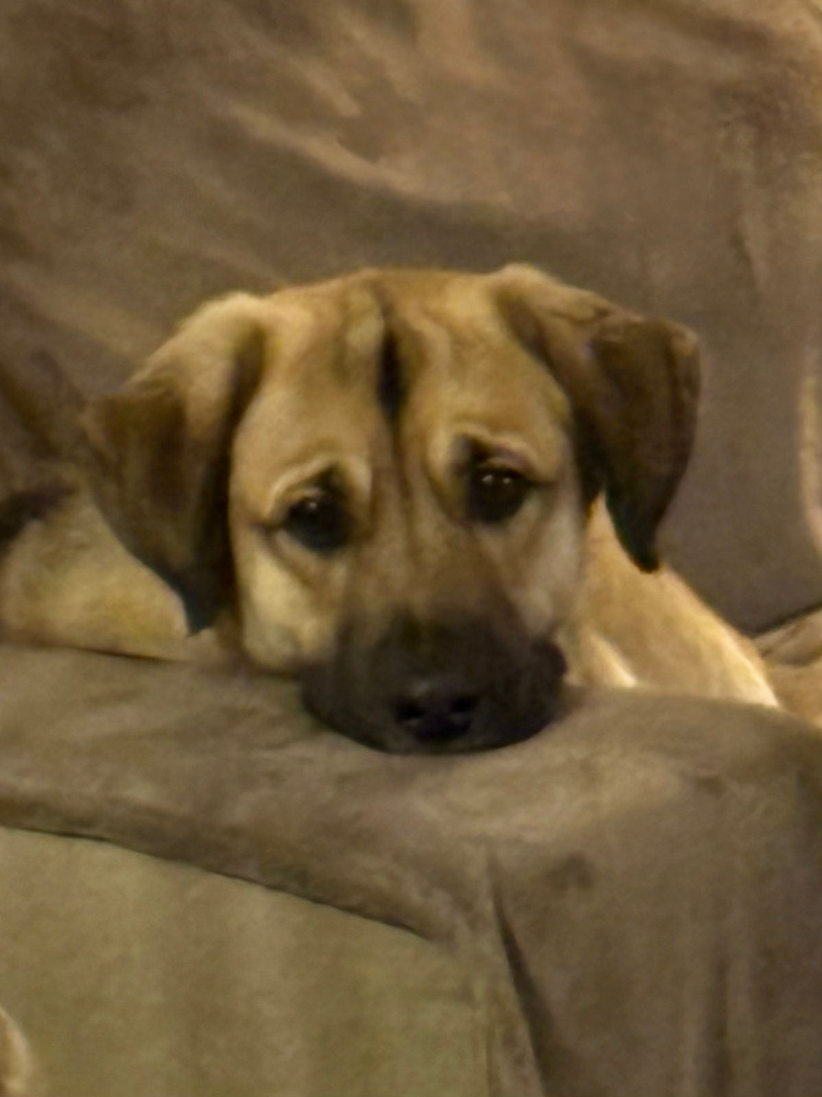 Lieve Herder/labrador teefje, Particulier, Overige rassen, 1 tot 2 jaar, Buitenland