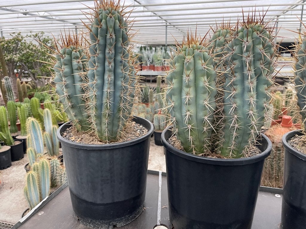 Cactus Browningia Hertlingiana ( Azureus Hertlingiana) Peru, Ophalen of Verzenden, Minder dan 100 cm, Bloeiende kamerplant, Volle zon