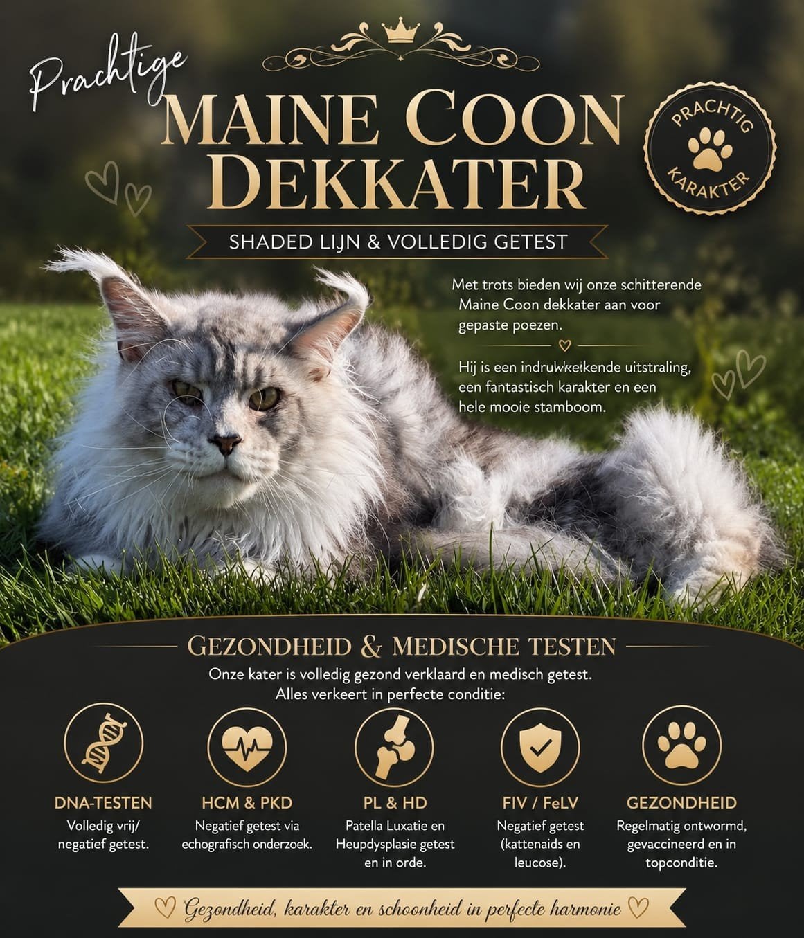 Maine coon dekkater met stamboom (vanuit rusland)GETEST, Dieren en Toebehoren, Kater, Met stamboom, 0 tot 2 jaar