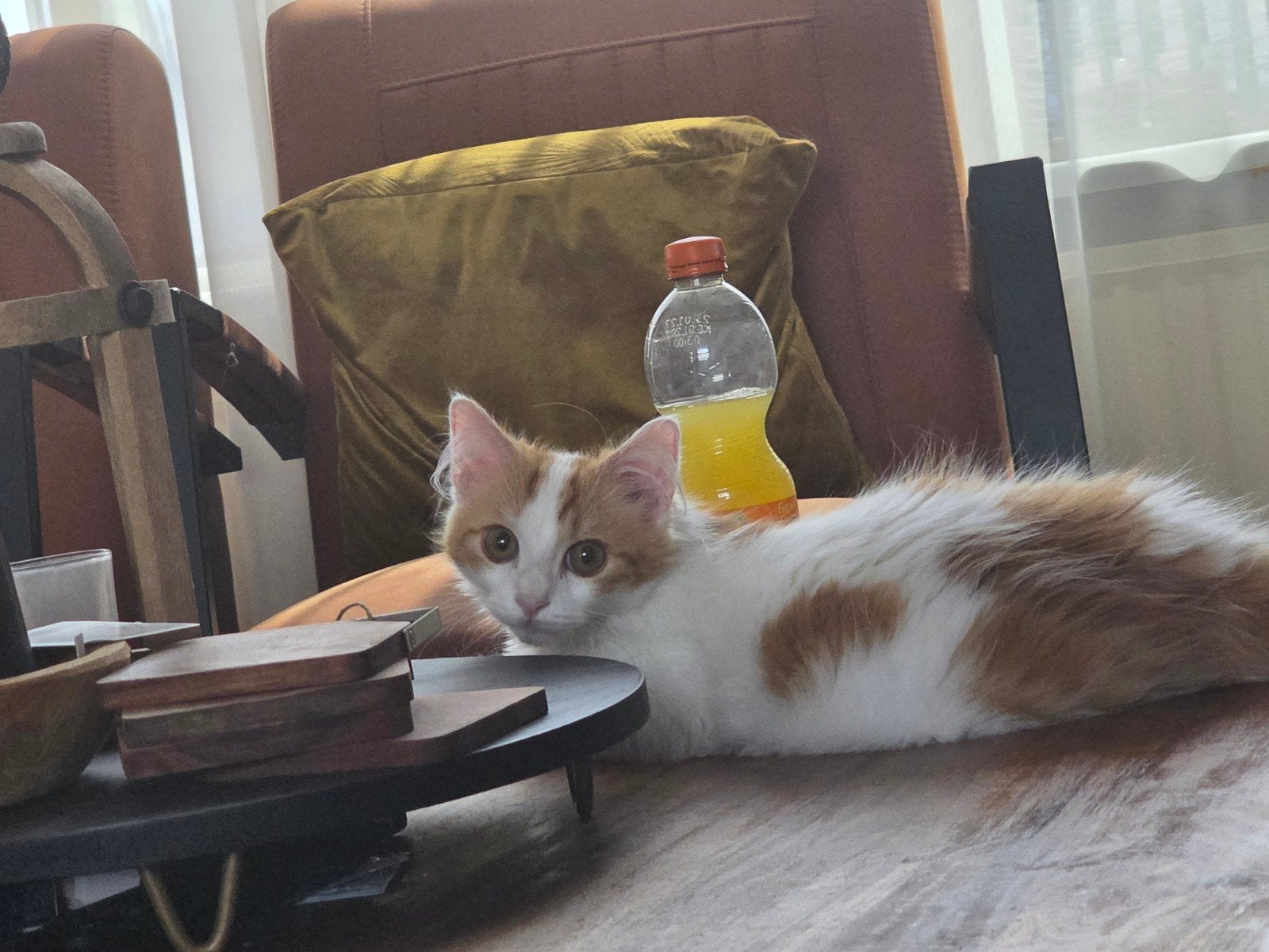 kat te koop, Kater