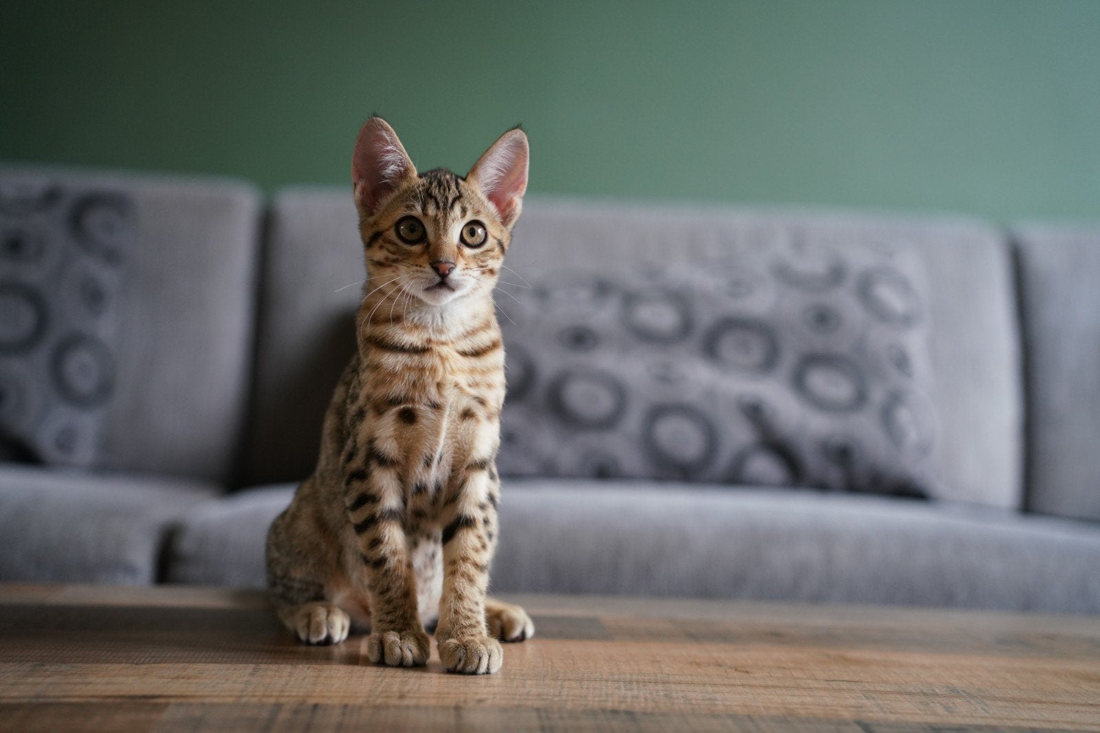 Prachtige F6 SBT Savannah poesjes beschikbaar, Dieren en Toebehoren, Poes, Met stamboom, 0 tot 2 jaar