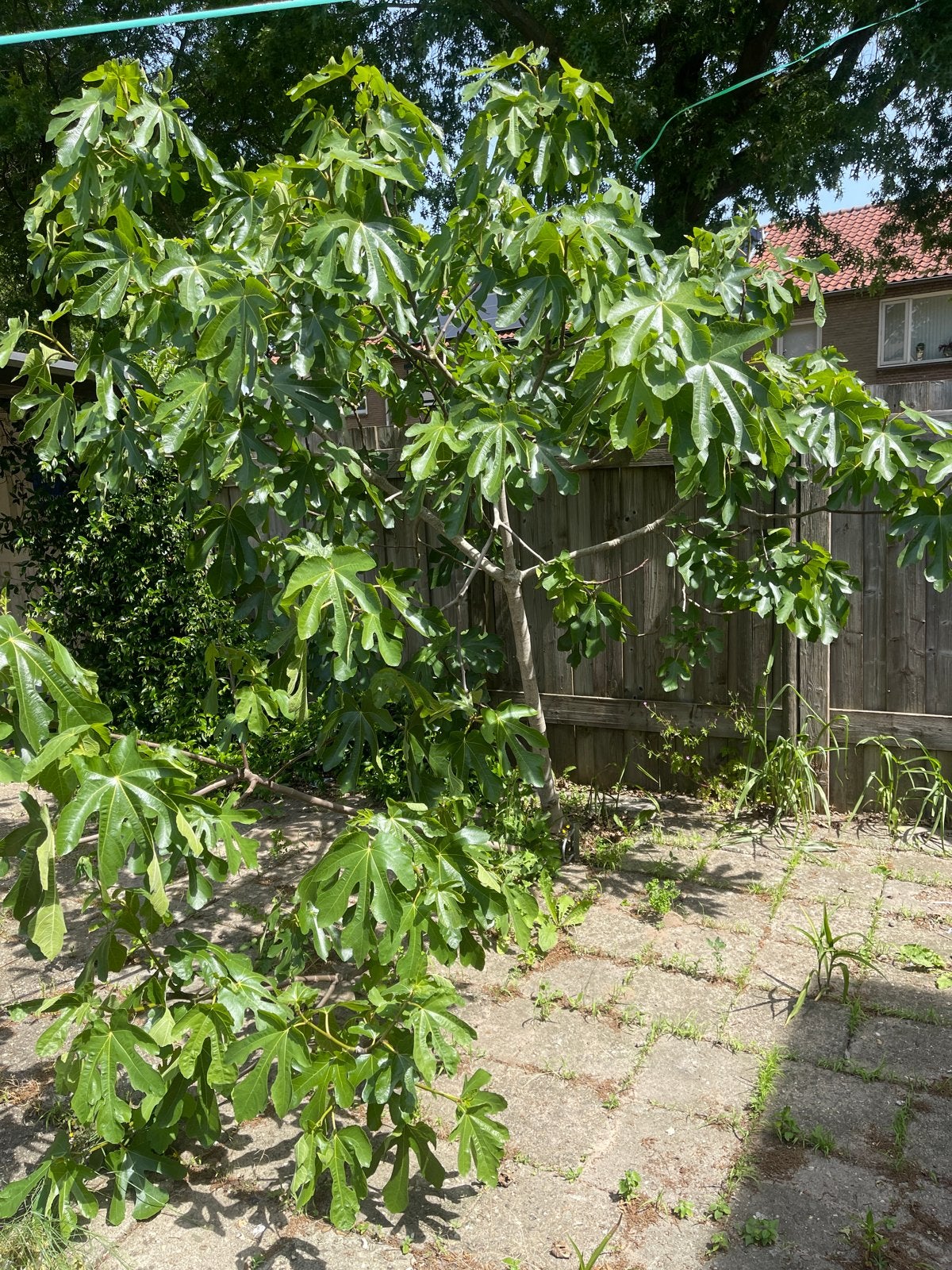 Vijgenboom te koop - zelf uitgraven, Volle zon, 100 tot 250 cm, Zomer, Overige soorten