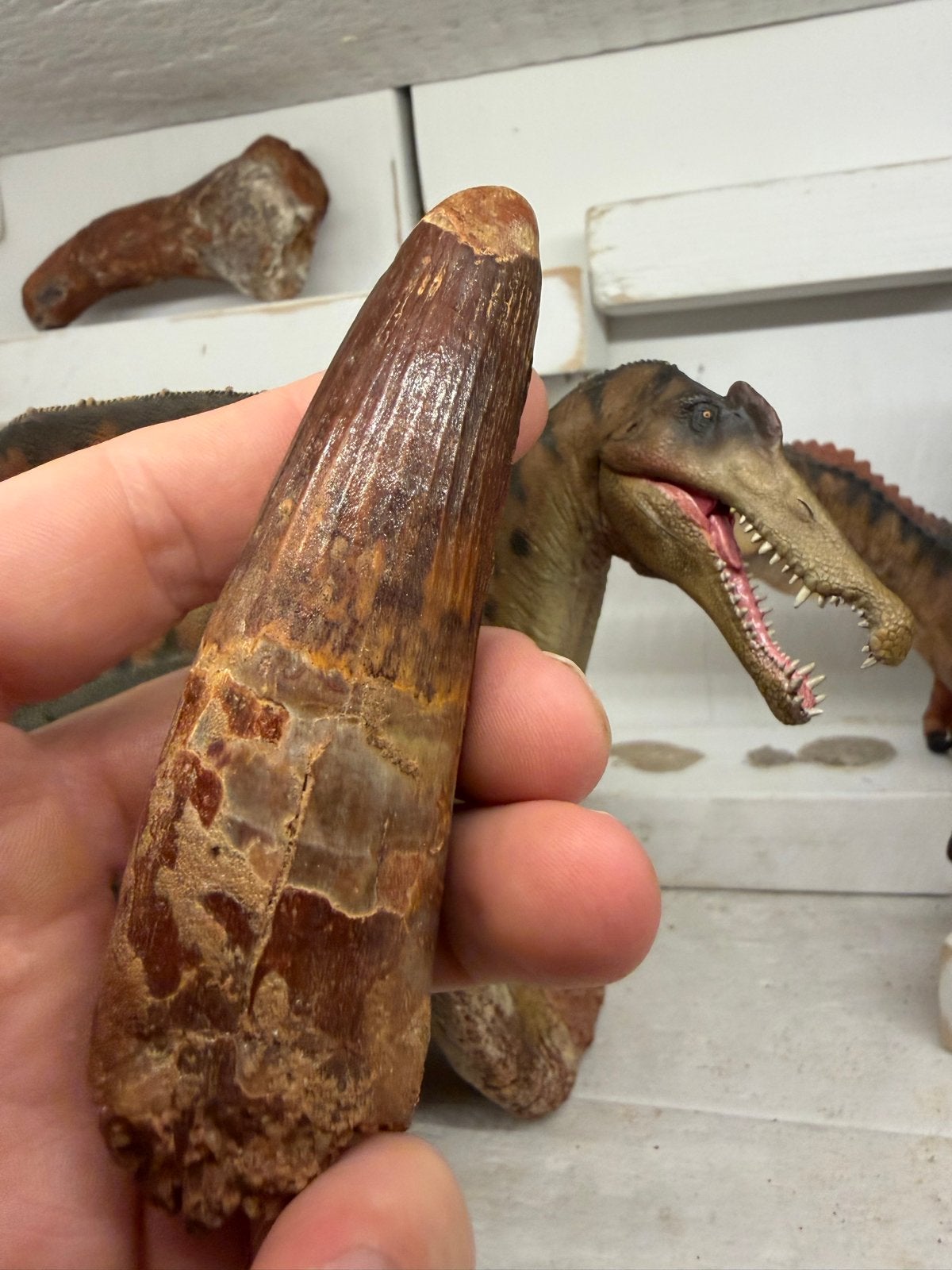 Grote Spinosaurus tand, Ophalen of Verzenden, Fossiel