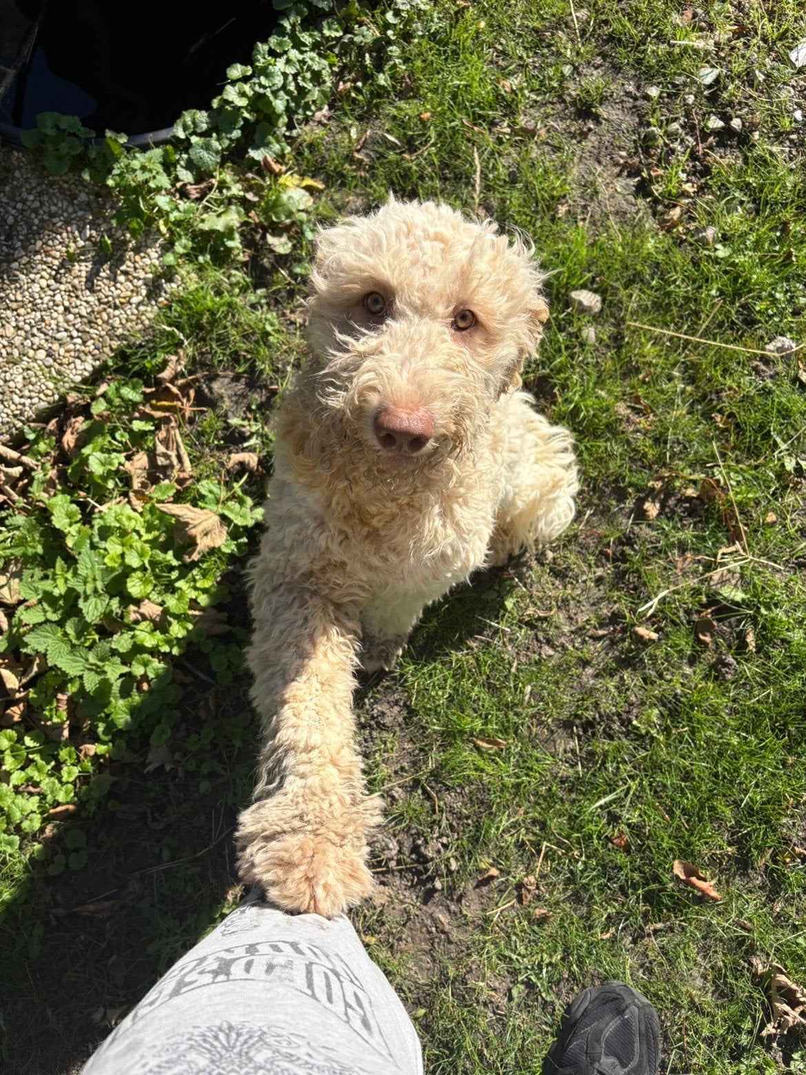 Prachtige Labradoodle Nanouk (9 mnd) zoekt boerderij, 15 weken tot 1 jaar, Overige rassen, Teef, Eén hond