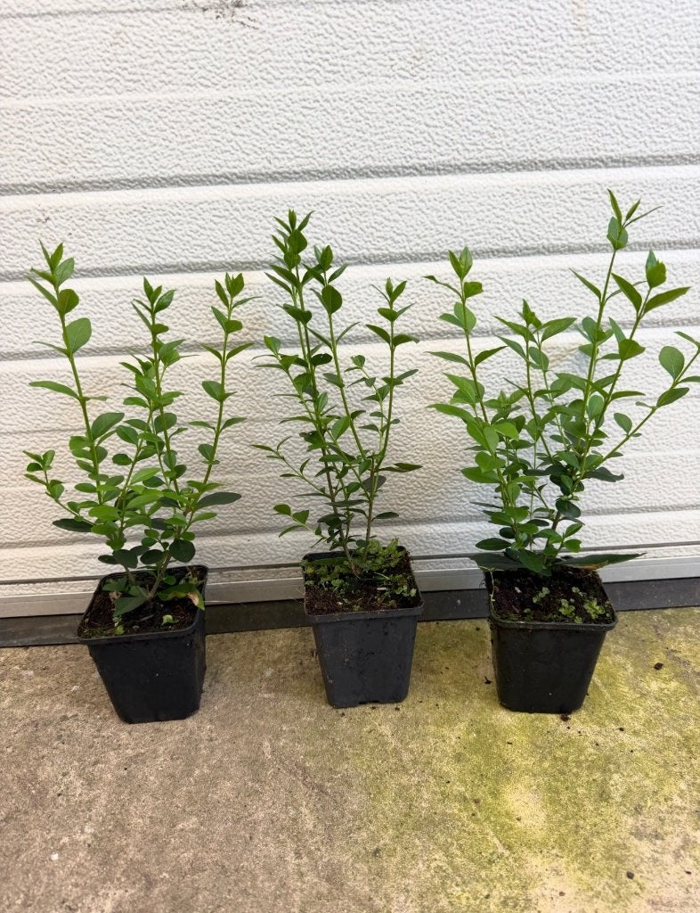 liguster groenblijvend mooi vertakt, Tuin en Terras, Planten | Struiken en Hagen, Ophalen of Verzenden, Liguster, Haag, Minder dan 100 cm