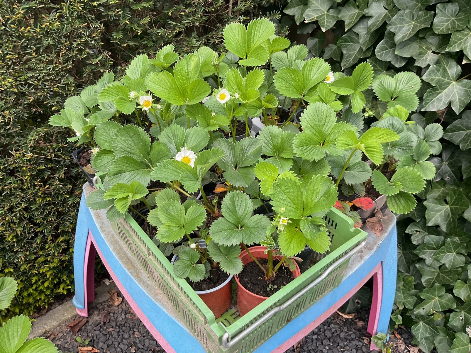 Mooie aardbeienplantjes, meerderen al met aardbeien., Ophalen of Verzenden, Volle zon