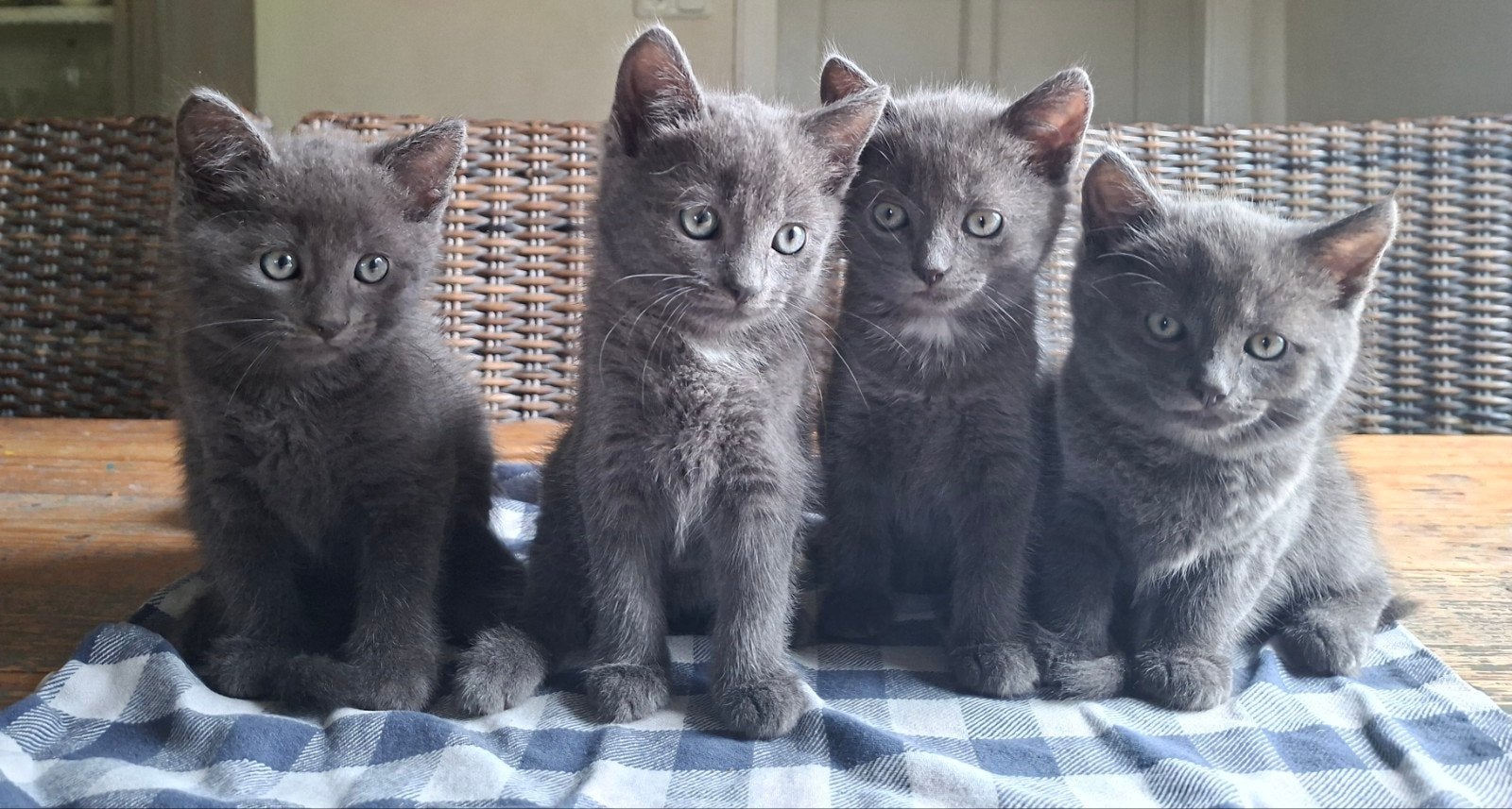 prachtige grijze kittens,  nog 1 katertje beschikbaar, Meerdere dieren, Kortharig, 0 tot 2 jaar