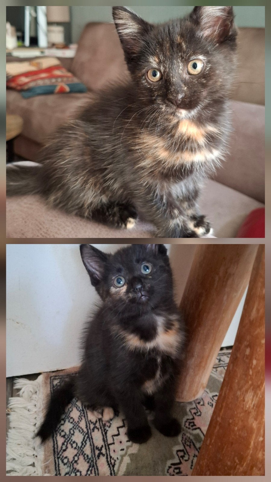 Prachtige kittens kruising Maine Coon, Dieren en Toebehoren, Poes, Ontwormd