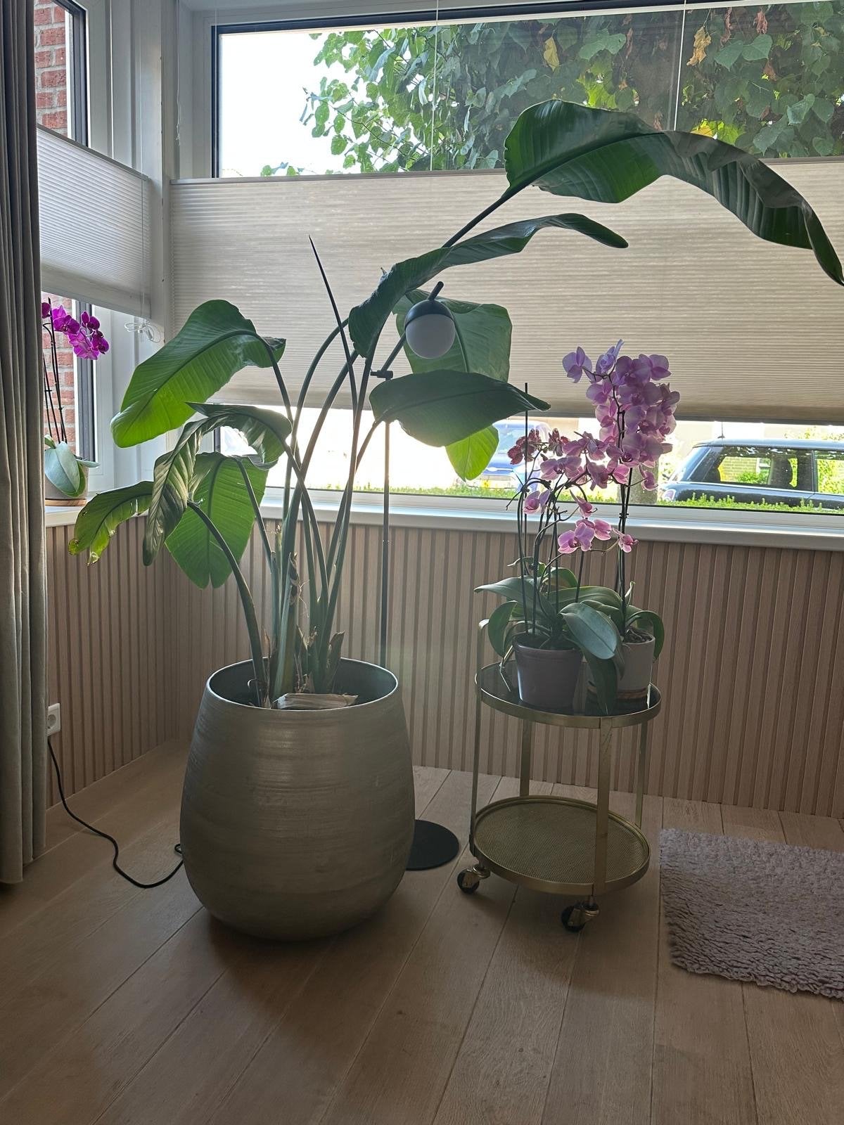 Grote Strelitzia in pot, Ophalen, Binnen, Natuurlijk materiaal, Intratuin