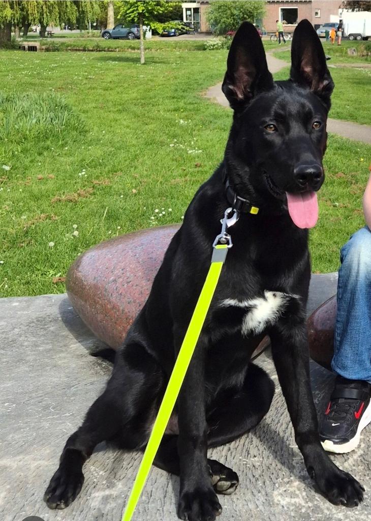 Mechelse herder pup 6 mnd, 15 weken tot 1 jaar, Reu, Eén hond, Middel