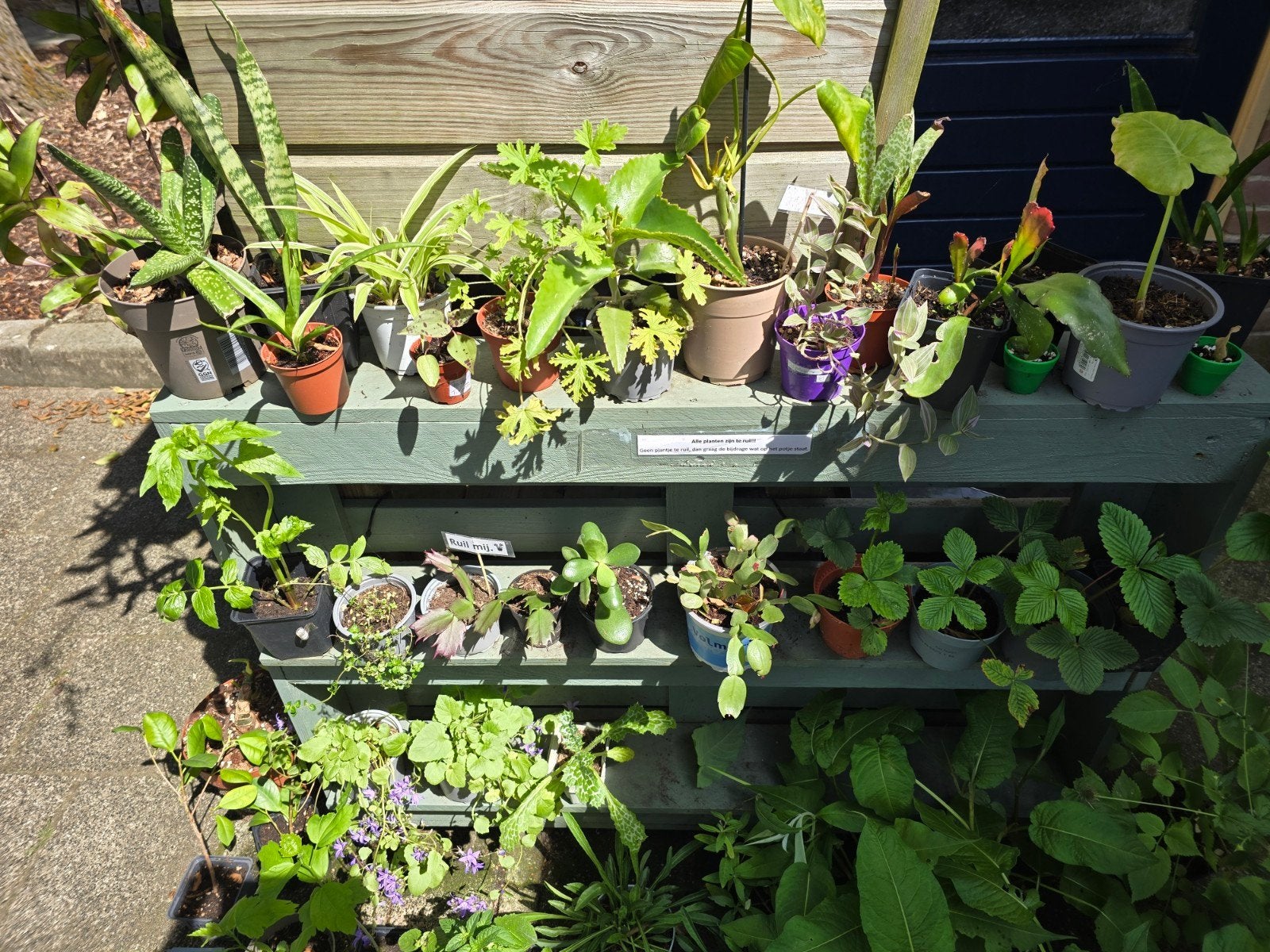 Plantenbieb de fleurige Jet, Ophalen, Overige soorten, Volle zon