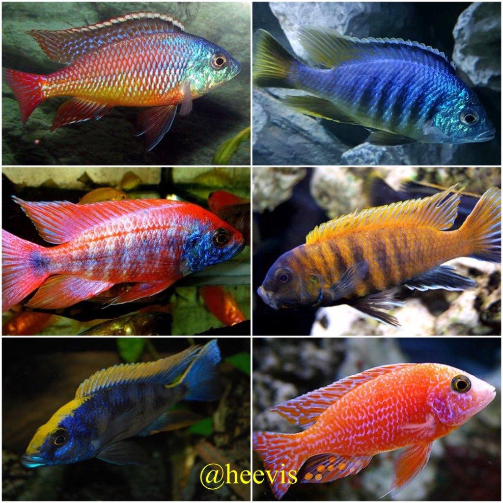 Malawi cichlide opvang, Vis, Zoetwatervis