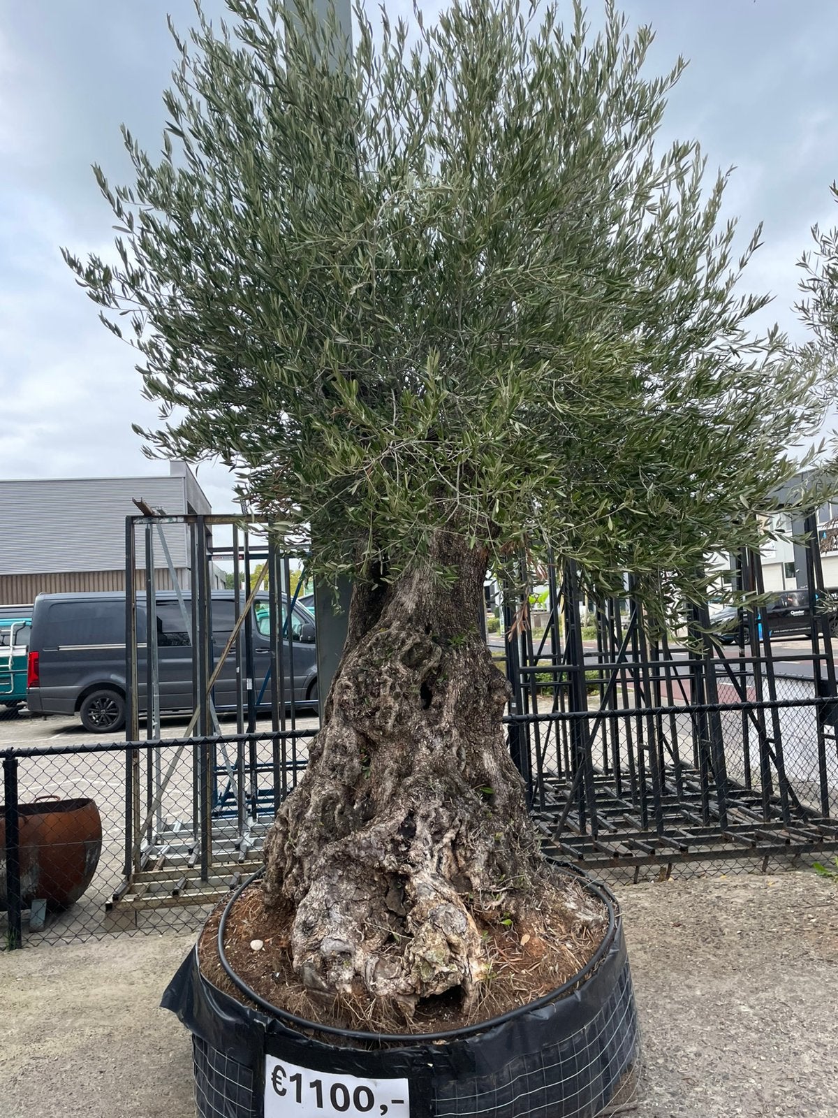 Olijfboom grote, Tuin en Terras, Bloeit niet, 100 tot 250 cm, Olijfboom, Ophalen