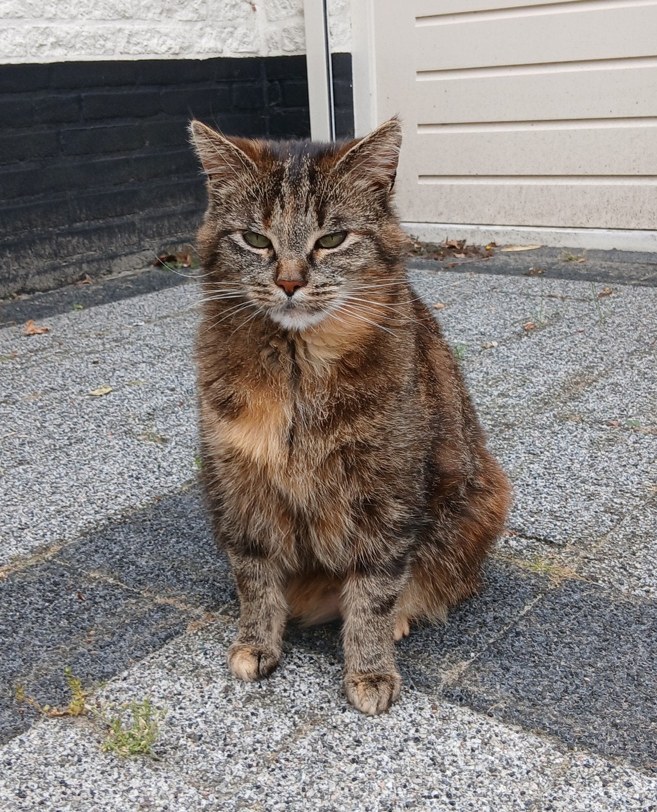 lieve poes, gesteriliseerd en gechipt, Poes, Gechipt, 3 tot 5 jaar