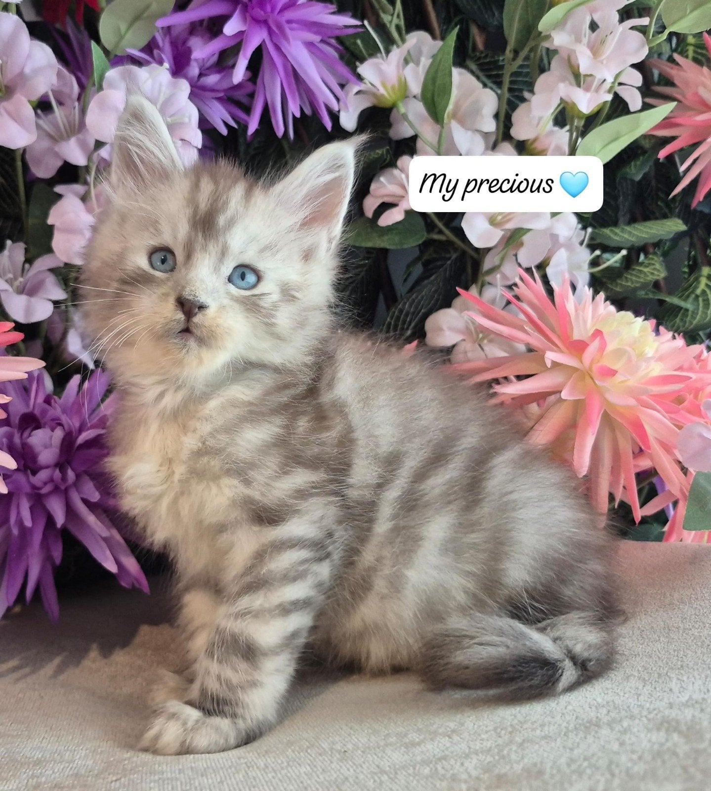maine coon kittens met stamboom, rus shaded lijn (blauw oog), Meerdere dieren, Met stamboom, 0 tot 2 jaar