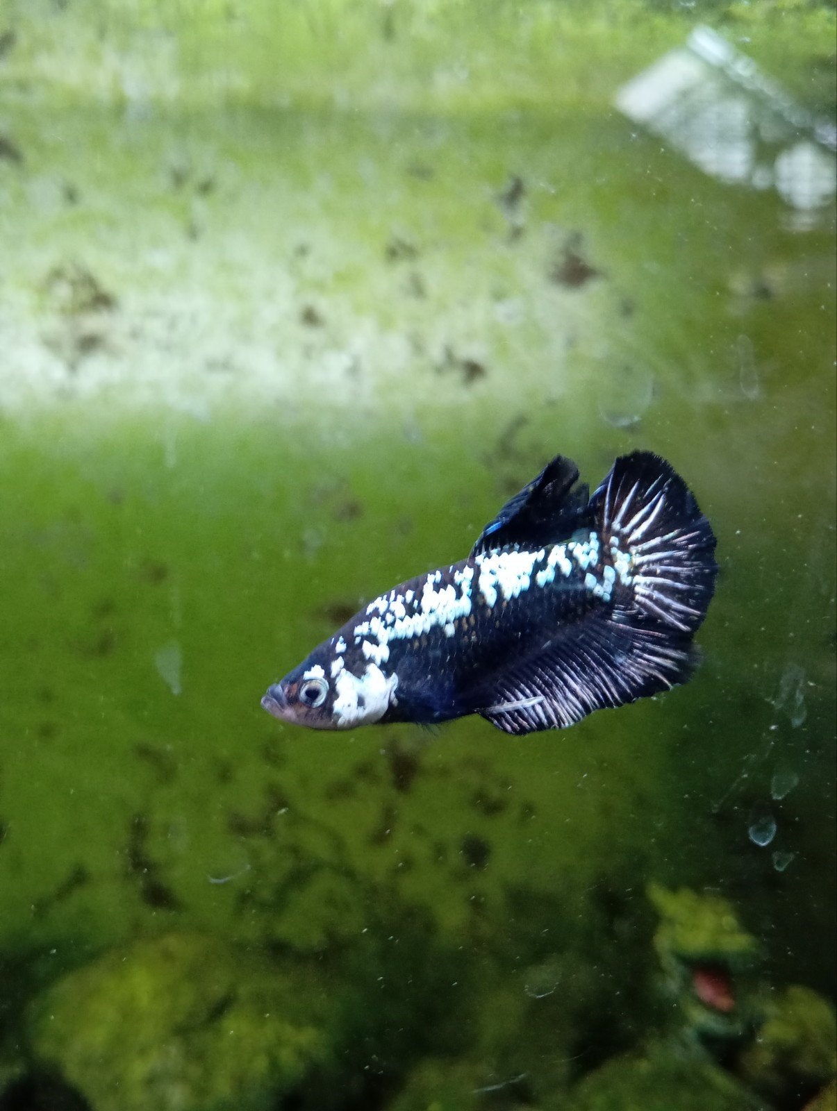 Black Mamba kempvis ( man ), Vis