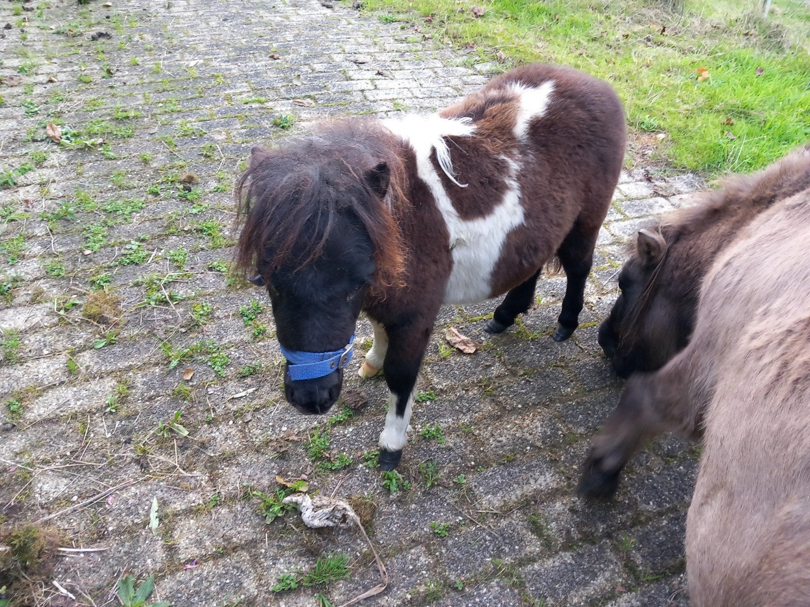 super klein zwartbont merrietje.  en super klein zwart hengs, Dieren en Toebehoren, Merrie