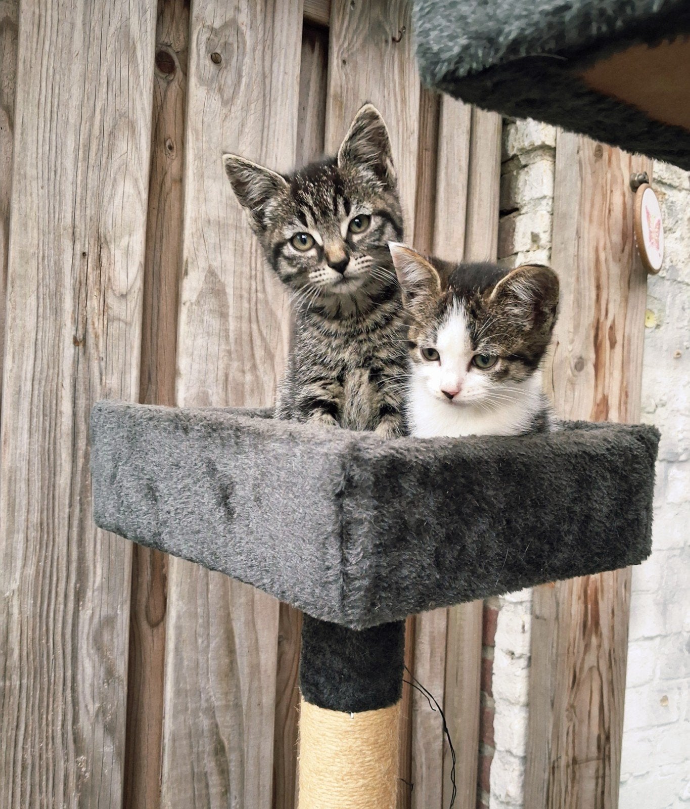 super lieve tijger kitten, Meerdere dieren, Kortharig, 0 tot 2 jaar