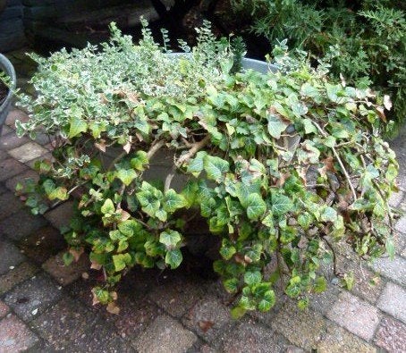grote zinken teil met vaste planten, Tuin en Terras, Ophalen, Gebruikt, Metaal, Tuin