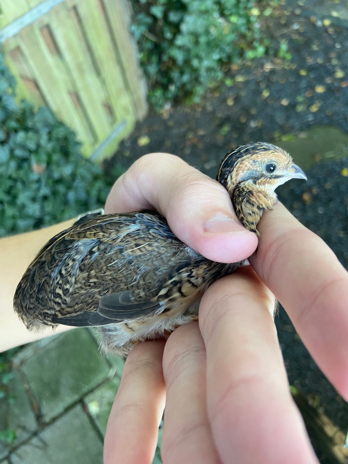 Chinese dwergkwartels natuurbroed, Dieren en Toebehoren, Meerdere dieren, Overige soorten