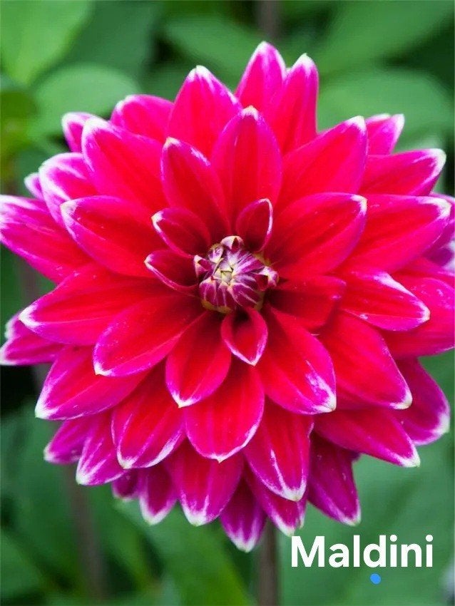 Dahlia Maldini in pot, Ophalen, Overige soorten, Volle zon