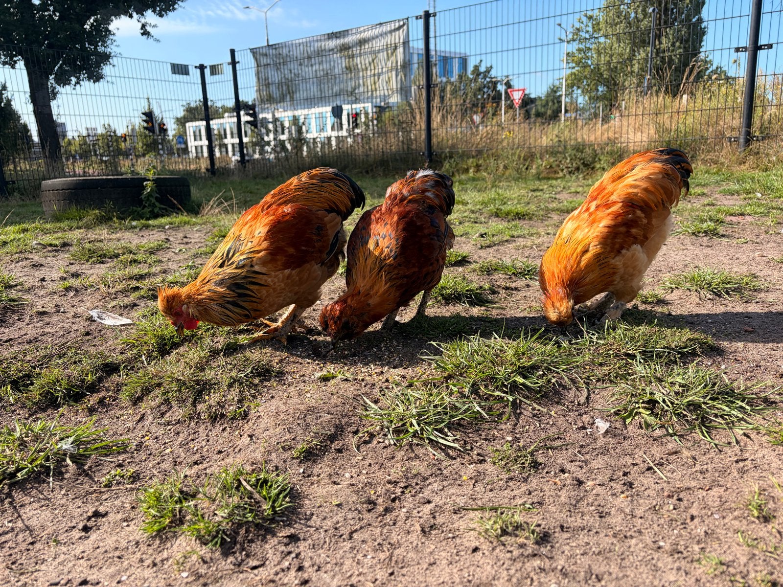 Haantjes, Dieren en Toebehoren, Pluimvee, Mannelijk, Kip