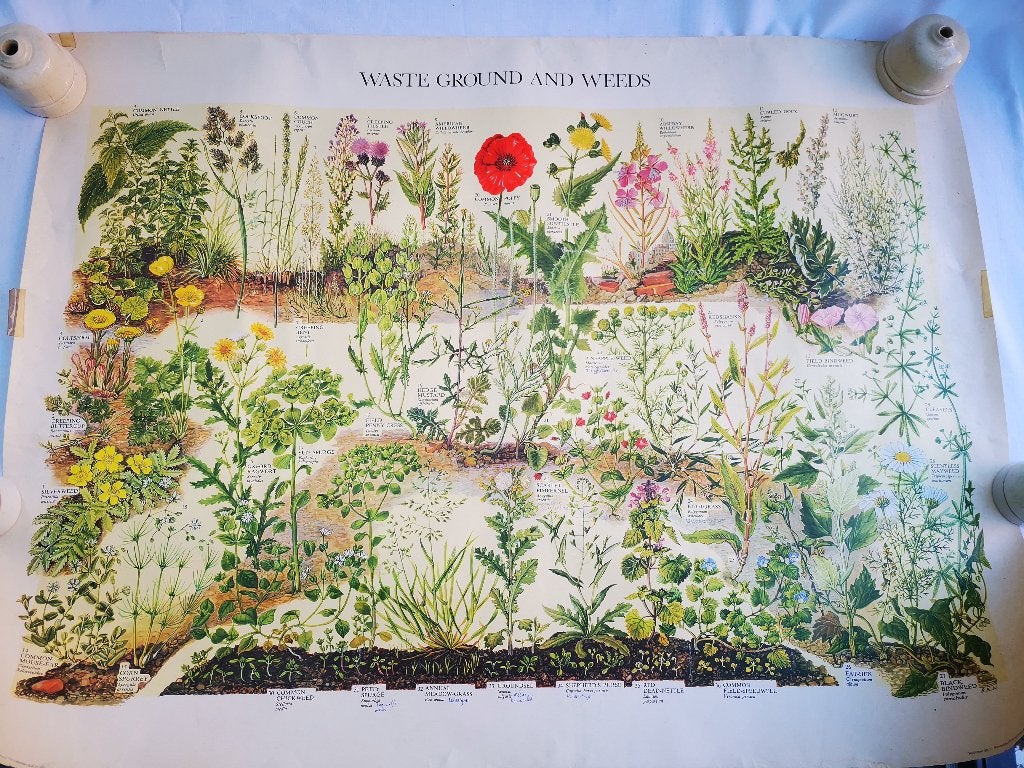 Vintage Schoolplaat botanisch Poster Waste Ground Weeds 1973, Ophalen of Verzenden, Natuur en Biologie